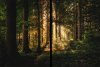 Tutorial photoshop efecto rayos luz bosque.jpg
